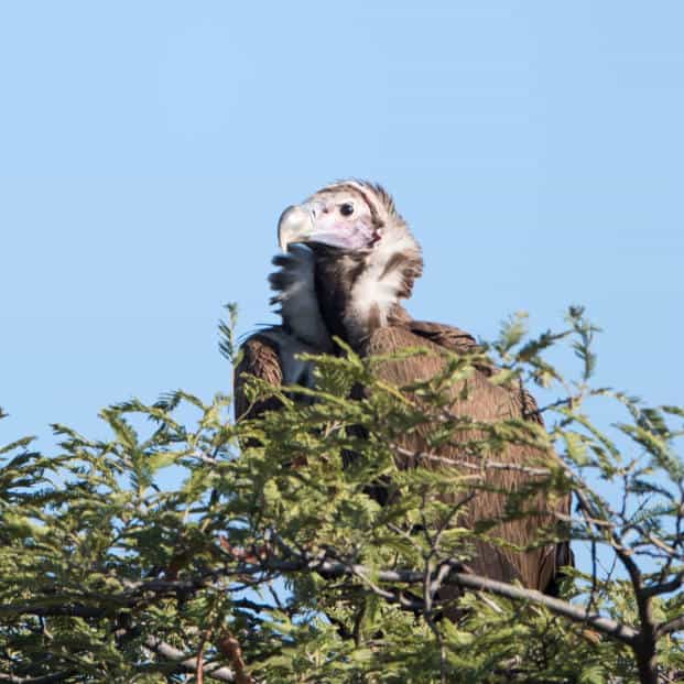 Africa Birding Safari