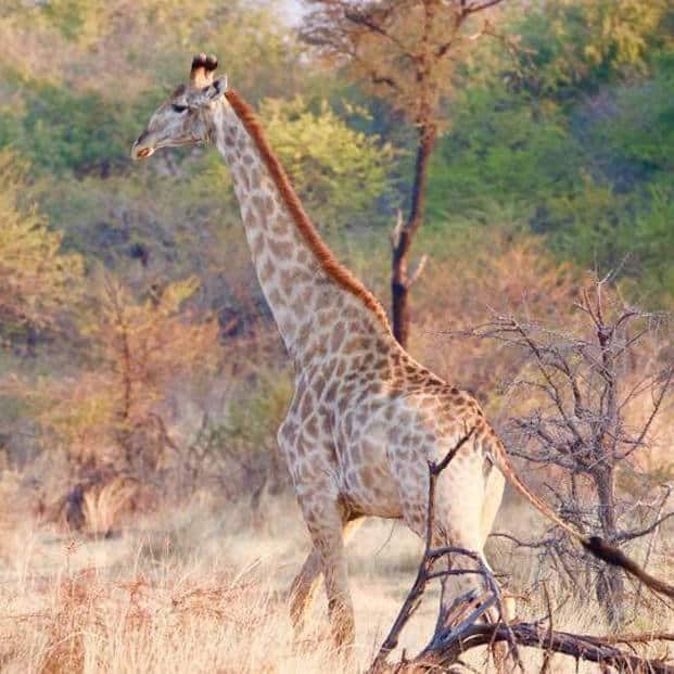 Africa Safari Game Drive