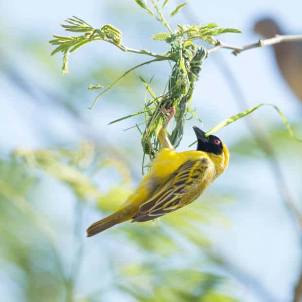 Birding Safari Zimbabwe