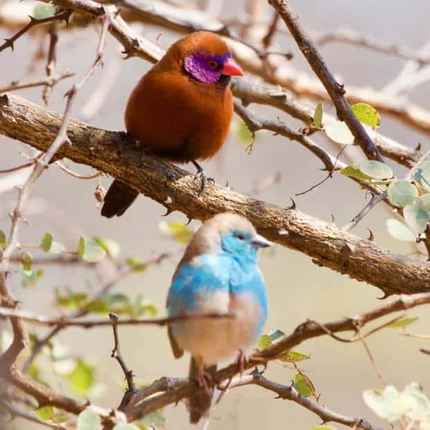 Birding Safari