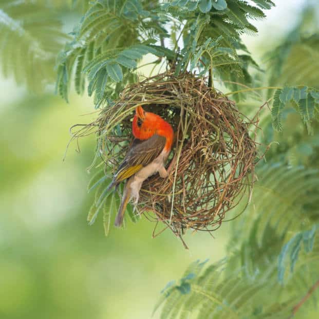 Cawston Birding Safari Zimbabwe