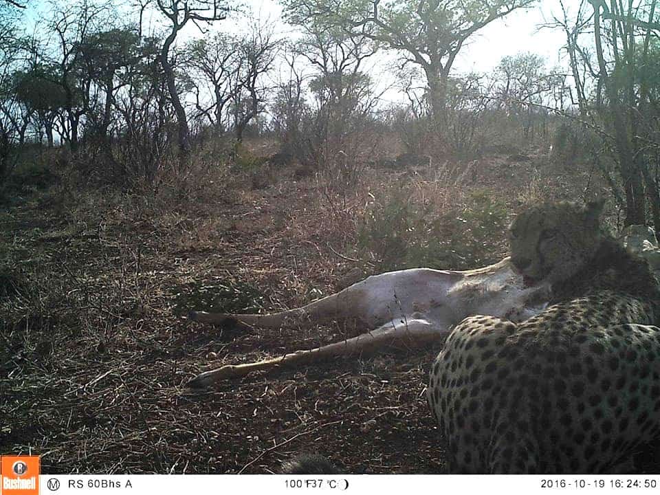 Cawston Cheetah Visit