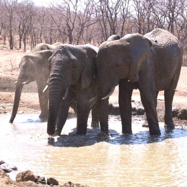 Cawston Elephants Zimbabwe