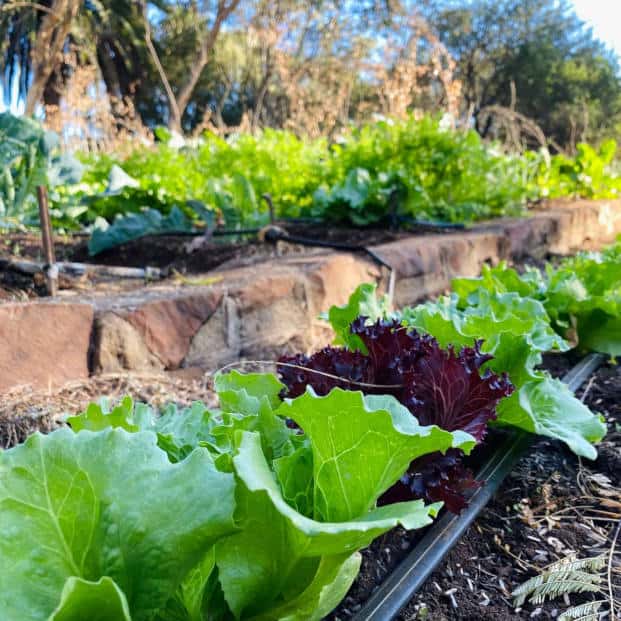 Cawston Encounters Holistic Farming