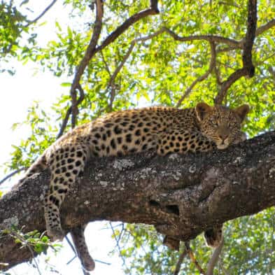 Conservation Leopard Research