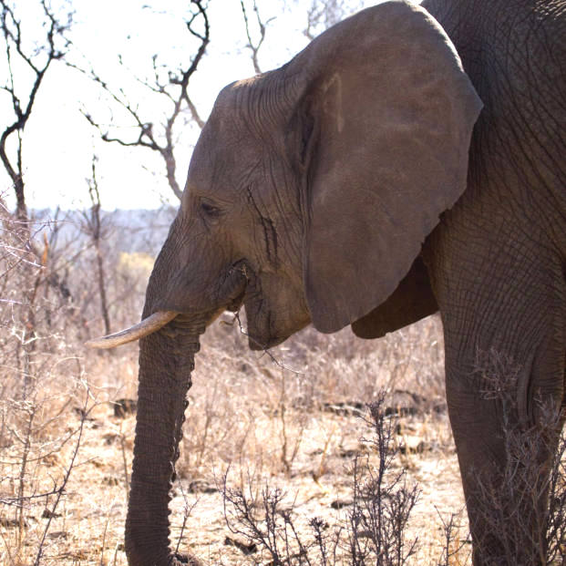 Elephant Bulawayo