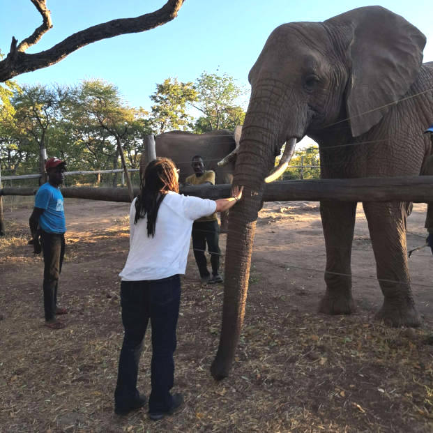 Elephant Encounters