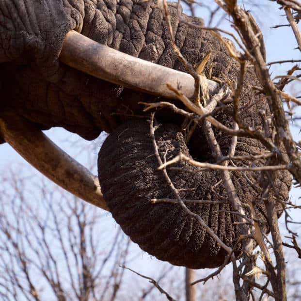 Elephant In Zimbabwe