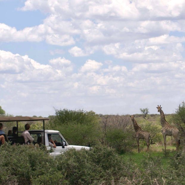 Game Drive Safaris In Zimbabwe
