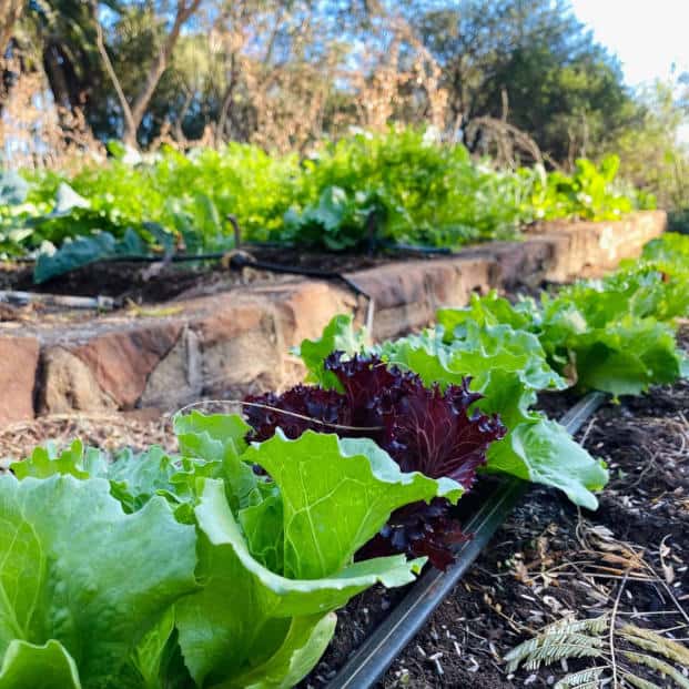 Holistic Farming Crops Zimbabwe