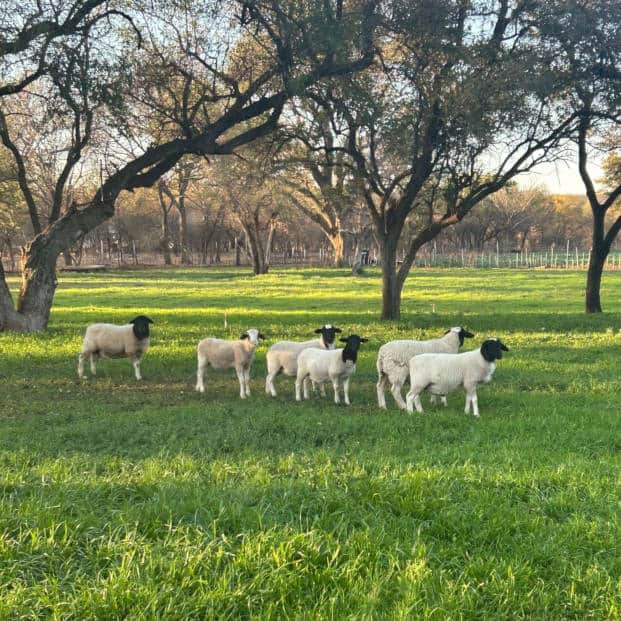 Holistic Farming Sheep