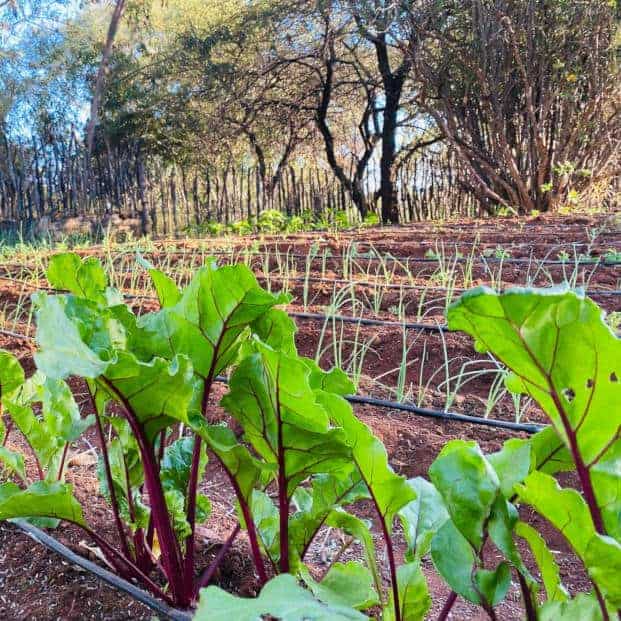 Holistic Farming Vegetables