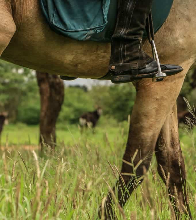 Horse Safari Special