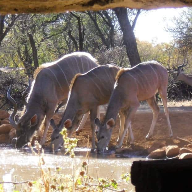 Kudu Drinking Cawston