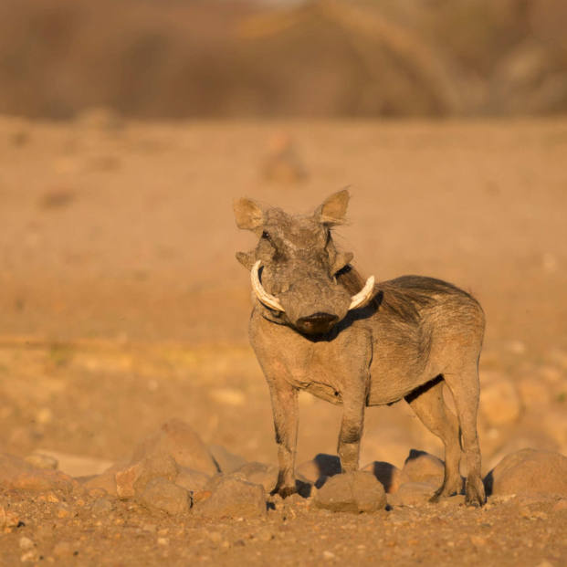 Photographic Safaris In Zimbabwe