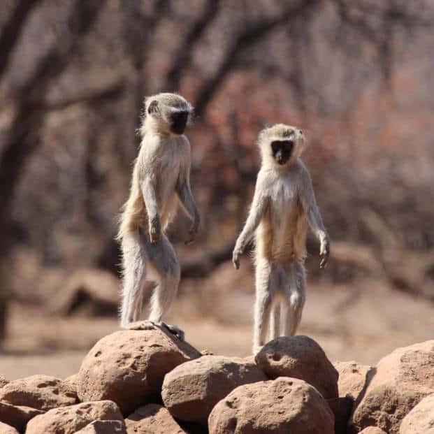 Photographic Safaris