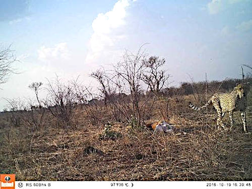 Visit From A Cheetah