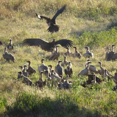 Vulture Vulpro Conservation