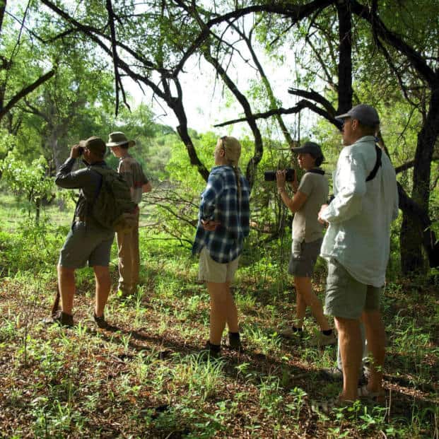 Walking Safaris