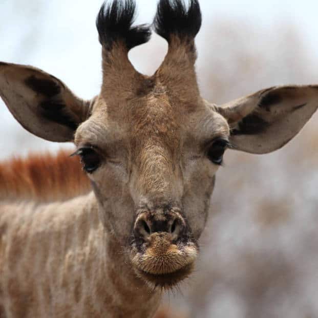Wildlife Photographic Safari