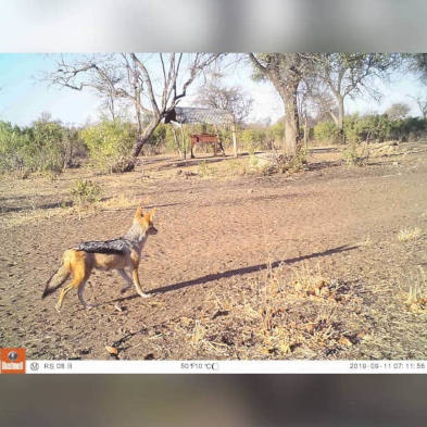 Wildlife Research Cam