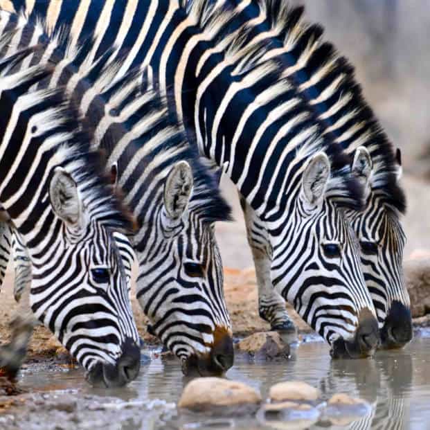 Zebra at Waterhole