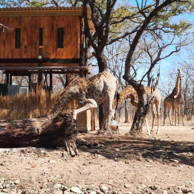 Zimbabwe Africa Safari Waterhole