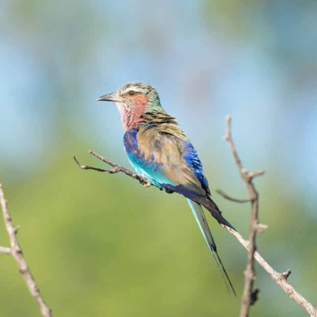 Zimbabwe Birding Safari