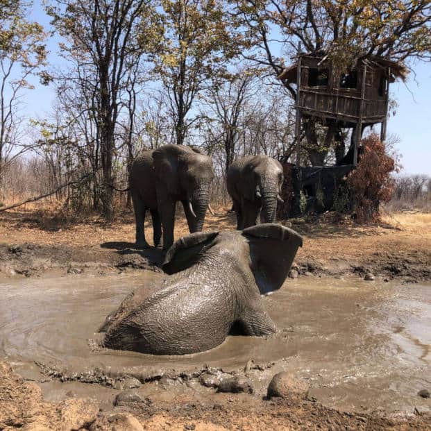 Zimbabwe Elephant Safari