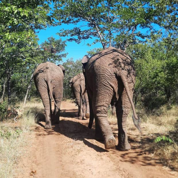Zimbabwe Elephant