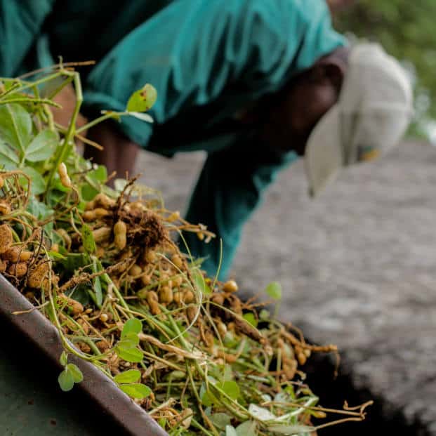 Zimbabwe Holistic Farming Crops