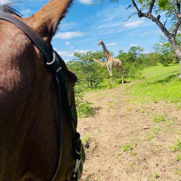 Safari Park in Zimbabwe