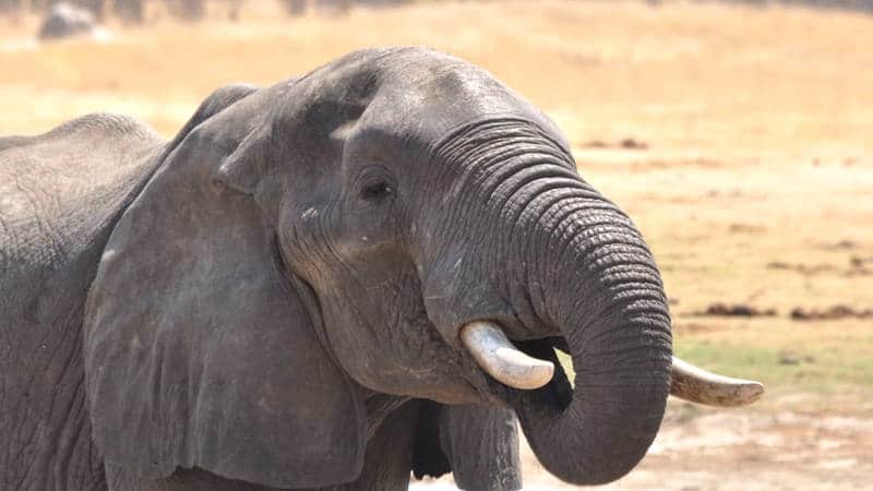 Adventures in Hwange National Park