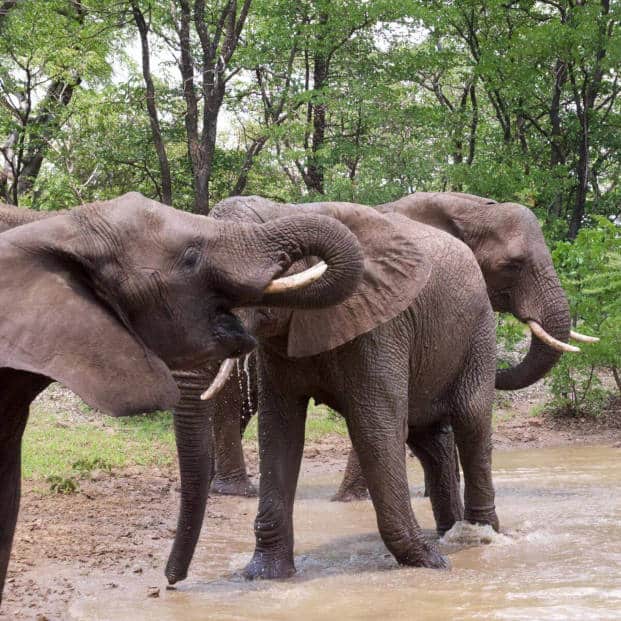Cawston Elephant Encounter