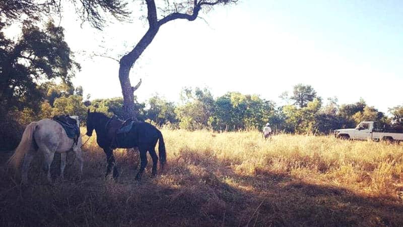 Cawstons Game Scout Team