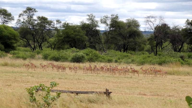 What Is A Green Safari