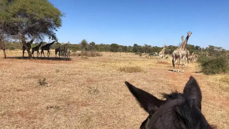 Horseback Game Sightings
