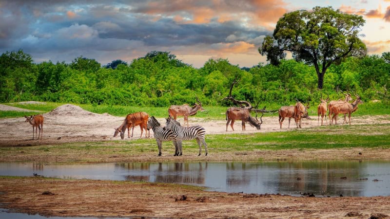 Hwange National Park