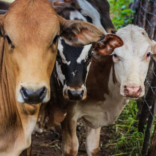 Cawston Dairy Cows
