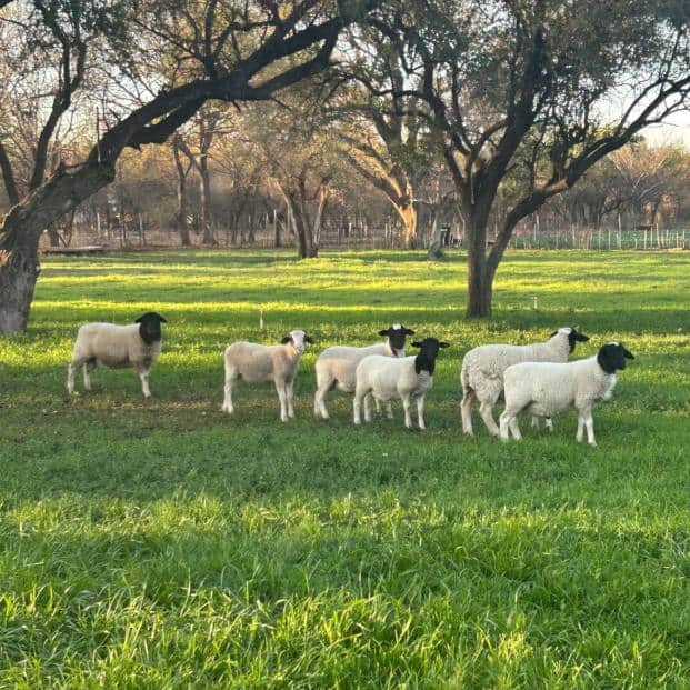 Cawston Sheep