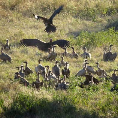 Cawston Vulture Photography
