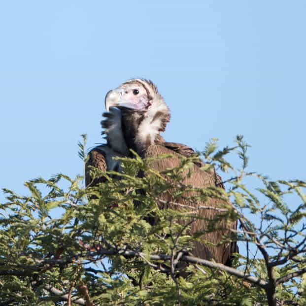 Cawston Vulture Safari