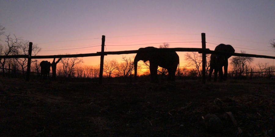 Elephants Sleep-Out