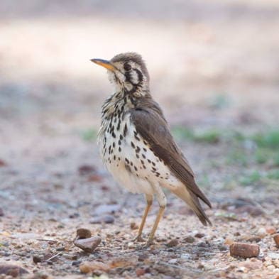 Photographic Safari Birdlife