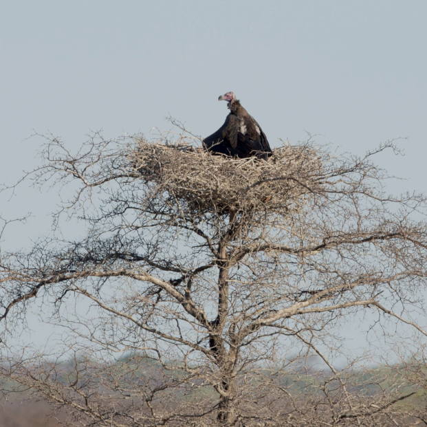 Vulture Photography