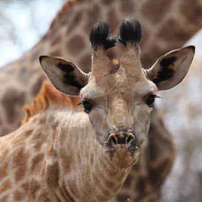 Wildlife Photography Giraffe